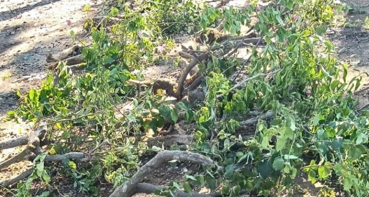 Perusakan tanaman bugenvil di Batam
