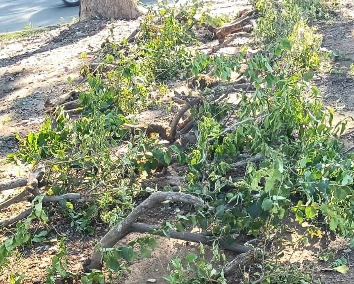 Perusakan tanaman bugenvil di Batam